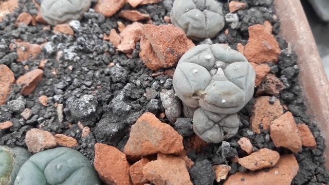 Этим летом. Lophophora williamsii VZD 020 смотреть онлайн
