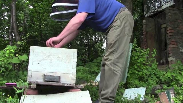 Карпатская пчела неделя после пересадки смотреть онлайн