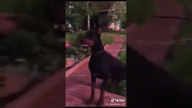 эдиты собак в тик ток🐕🖤 смотреть онлайн