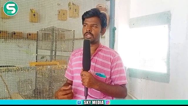 ரூபாய் 80 முதல் Birds For Sale | Cockatiel | African Love Birds | Finches | Love Birds | Sky Media смотреть онлайн