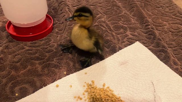 ЧТО ДЕЛАТЬ ЕСЛИ ВЫ НАШЛИ ПТЕНЦА НА УЛИЦЕ | ИСТОРИЯ СПАСЕНИЯ УТЁНКА смотреть онлайн