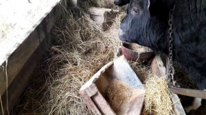 Мерная лента. Узнаем вес быков,без весов..