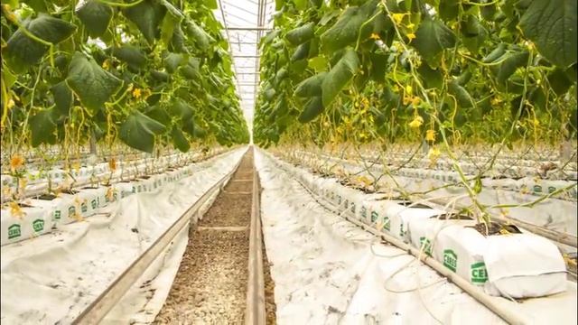 СВ4097ЦВ - корнишон нового поколения бренда Seminis для остекленных и пленочных теплиц смотреть онлайн