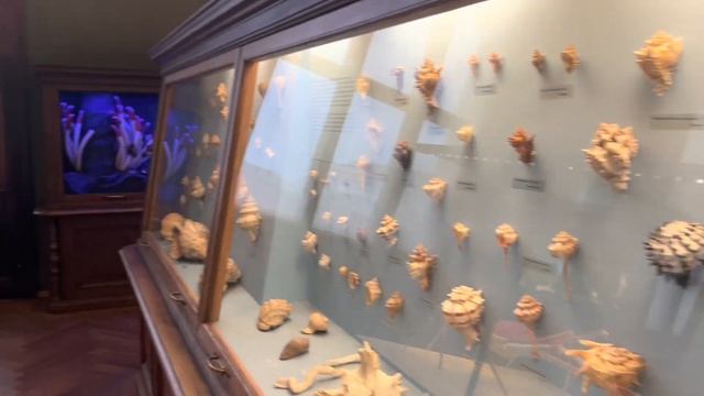 Museum of Natural History Vienna смотреть онлайн