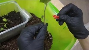 Прививка баклажана на томат для хорошего урожая в Московской области в открытом грунте