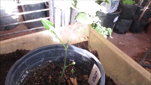 Repotting my lemon trees with Peanut смотреть онлайн