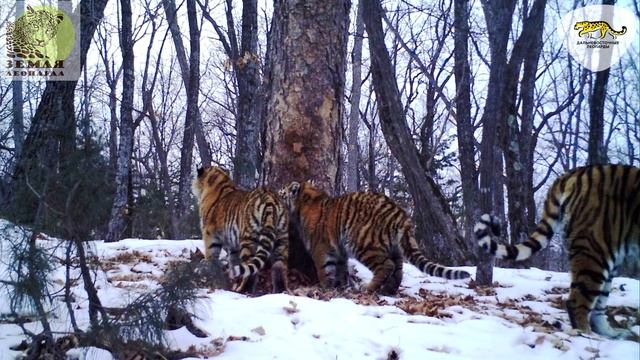 «Дерево посланий» на «Земле леопарда» и тигрята // Messaging tree and Amur tigers смотреть онлайн