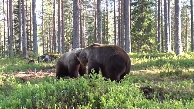 МЕДВЕЖЬИ РАЗБОРКИ смотреть онлайн