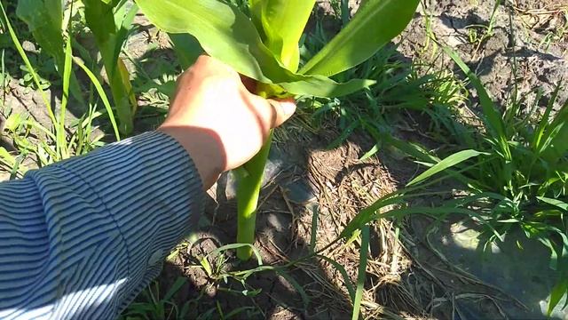 Кукуруза на 30 мая!!смотрим результат!!