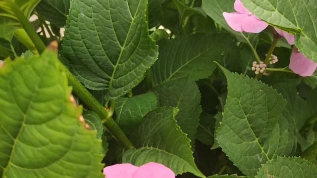 Гортензия крупнолистная "Блаумайзе" (Hydrangea macrophylla 'Blaumeise') смотреть онлайн