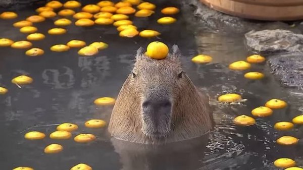 КАПИБАРА 1 ЧАС!!!!!!