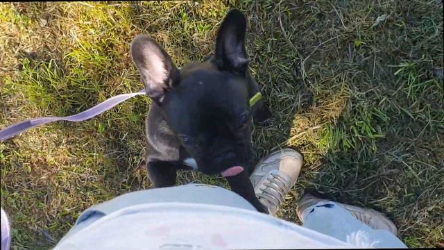 Когда начинать дрессировку щенка? | Что должен знать щенок к первой прогулке? смотреть онлайн