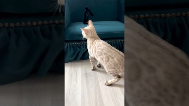 Снежные бенгалы. Снежный окрас. Бенгальская кошка смотреть онлайн