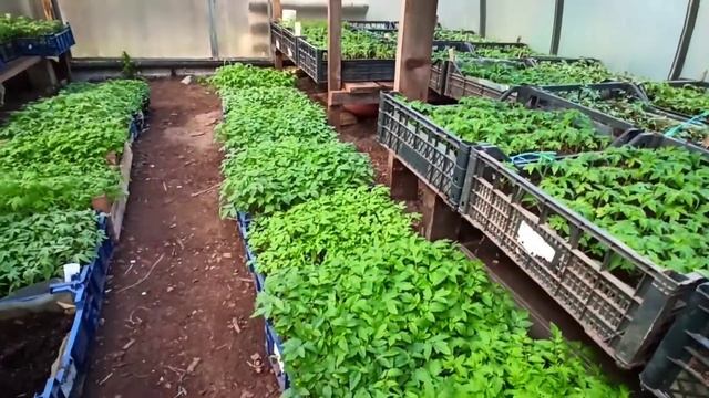 Способы выращивания рассады томатов в больших объемах на продажу!!! смотреть онлайн