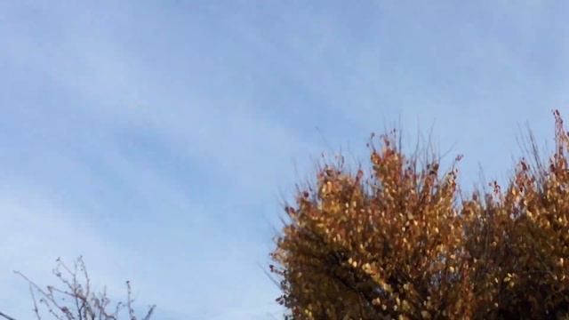 #Pigeons.От добра добро не ищут. смотреть онлайн