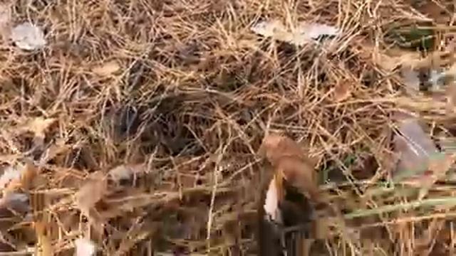 27.10.2022 Одна поляна - ПОЛ ВЕДРА ПОЛЬСКОГО ГРИБА! Осенние грибы!