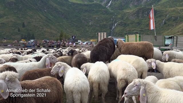 Almabtrieb der Schafe im Gasteinertal смотреть онлайн