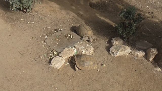 Тунис Зоопарк Фригия Целеустремленная гигантская черепаха смотреть онлайн