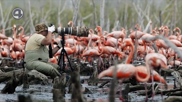 Бердвотчинг смотреть онлайн