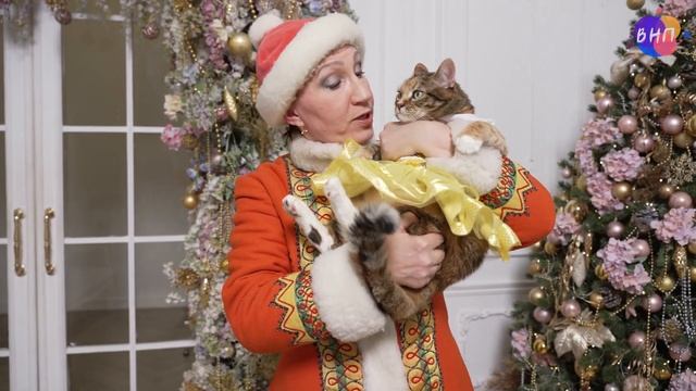 Скажи «мяу», рыжий хвост распуши - Лариса Новакова, кошка Элизабет смотреть онлайн