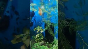 Признаки скорых родов гуппи и других живородок. Метод вылавливания мальков - часть 2