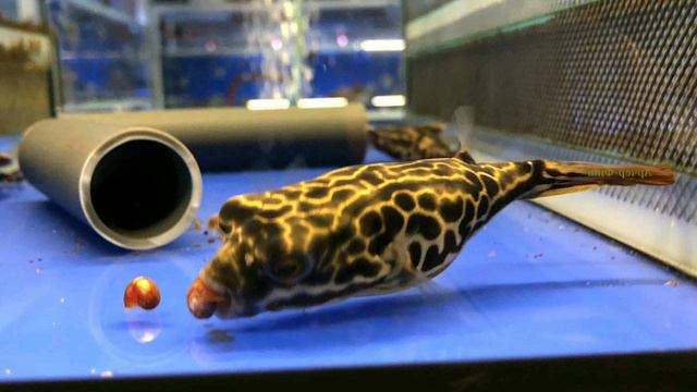 Тетраодон - мбу 🐡🐡🐡! Рыба - шар! смотреть онлайн