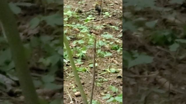 Белочки 🐿️🐿️ в Битцевском лесу 🌳🌳🌳🌳 (Москва) | Видео # 18 смотреть онлайн