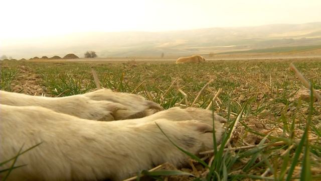 Sivas Kangal Belgeseli/ Documentary of Sivas Kangal смотреть онлайн