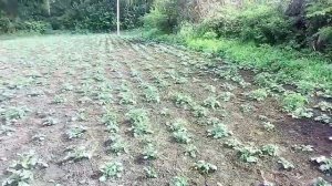 Сколько раз надо окучивать картофель чтоб был хороший урожай ?