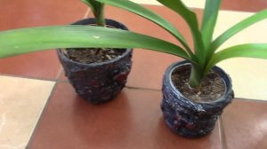 КЛИВИЯ  КАК РАЗМНОЖИТЬ?