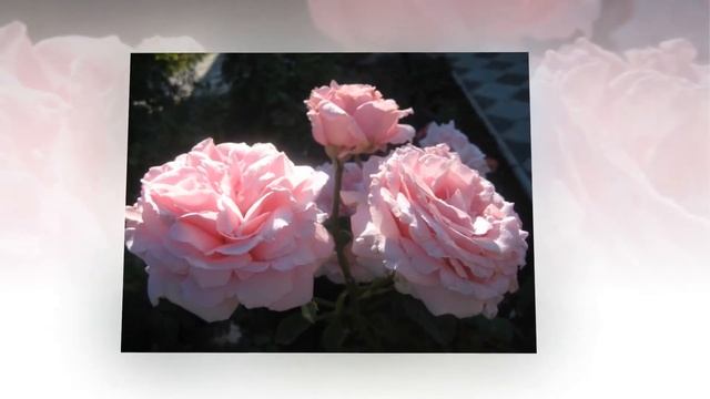 Frederic Mistral Rose смотреть онлайн