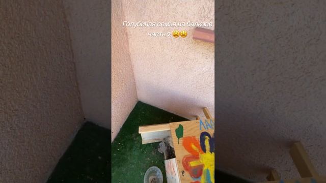 Дети голуби, пубертатный период или как их теперь выселить с балкона?? смотреть онлайн