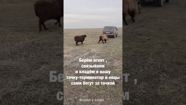 Лайфхак. Как привезти окотившихся овец со степи кошару?! #сельскоехозяйство #окот #фермауозера смотреть онлайн
