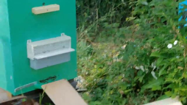 Пчёлы на садовом участке. № 1 смотреть онлайн