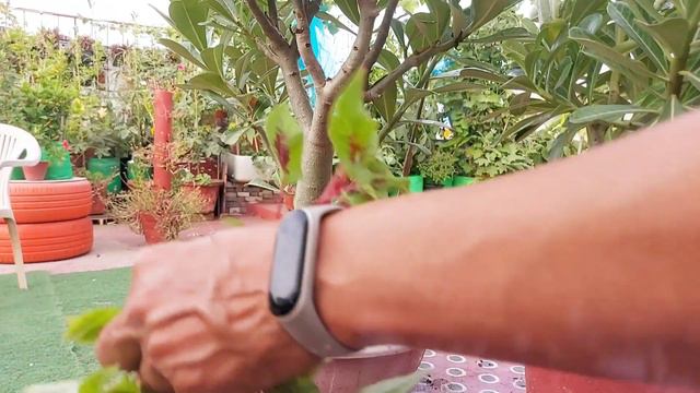 Adenium Plant care in Monsoon | Sunshine | Fertilizer | Soil mix Pruning | Watering Save from Fungu смотреть онлайн