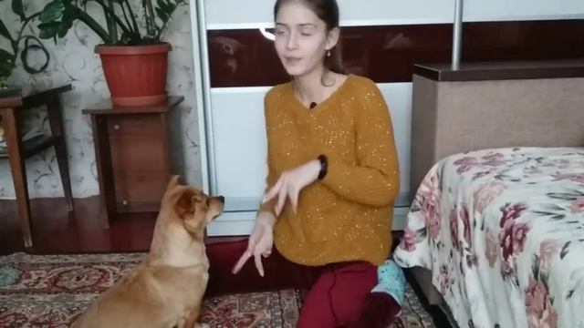 Как научить собаку командам ? Сидеть, Лежать , Дай Лапу смотреть онлайн