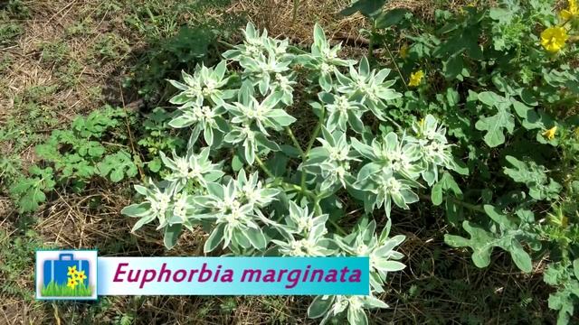 Curious Plant Stories of Snow-on-the-Mountain From A Wandering Botanist смотреть онлайн