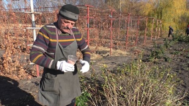 Обязательные виды работ с кустом крыжовника осенью - залог высокого урожая ! смотреть онлайн