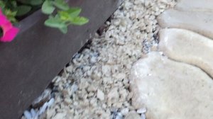 Крашу щебень. Оформление на даче