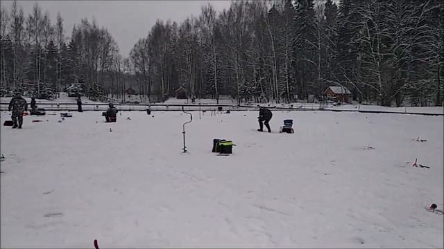 Поимки форели в полях, нижний пруд. Клёвое место Лосиный остров. смотреть онлайн