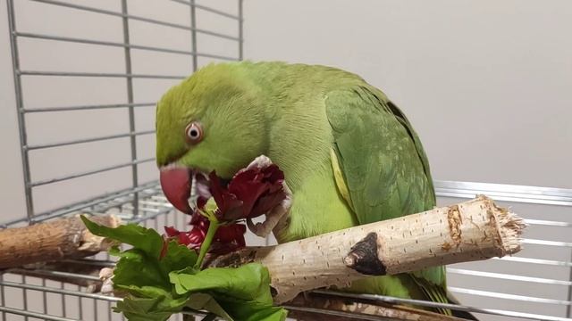 Ожереловый попугай ест цветок гибискуса смотреть онлайн