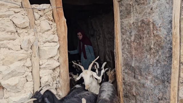Nomadic Life: Saifullah And Arad In Winter Nature