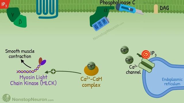 Phospholipase C - IP3, DAG Pathway || Gq protein pathway смотреть онлайн