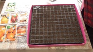 Лук репка из семян за один сезон. Часть 1. Посев чернушки, лука-порей в кассеты. Способы посева лук