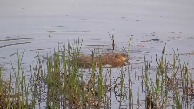 Котики в Лучшем Издании
