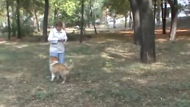 Прогулка колли веселая и полезная смотреть онлайн
