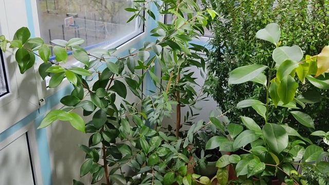 Осенний обзор растений на балконе. Осень 2021 г. смотреть онлайн