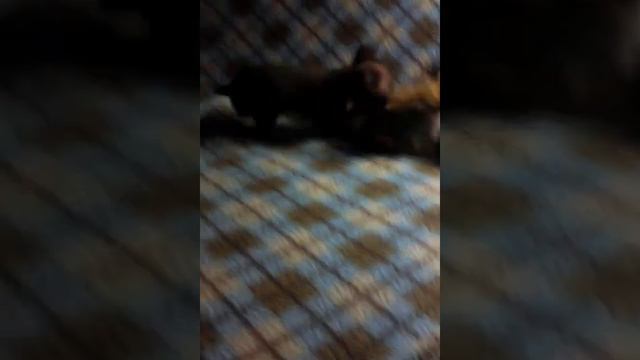Супер-мини кукольный щеночек той-терьера смотреть онлайн
