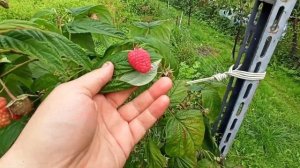 Полка, Полана, Шапка Мономаха. Малина ремонтантная, обзор.