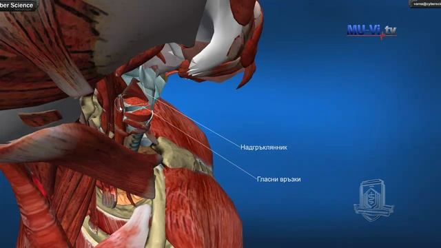 3D Обучение по анатомия – Дихателна система смотреть онлайн